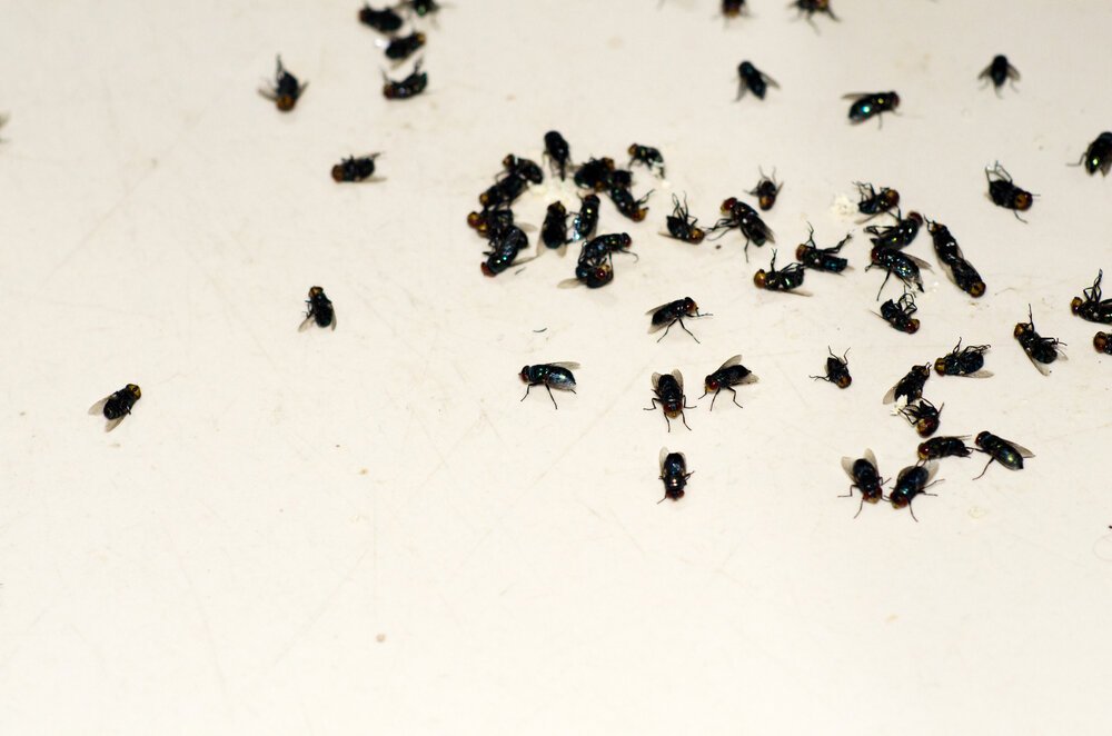 dead flies