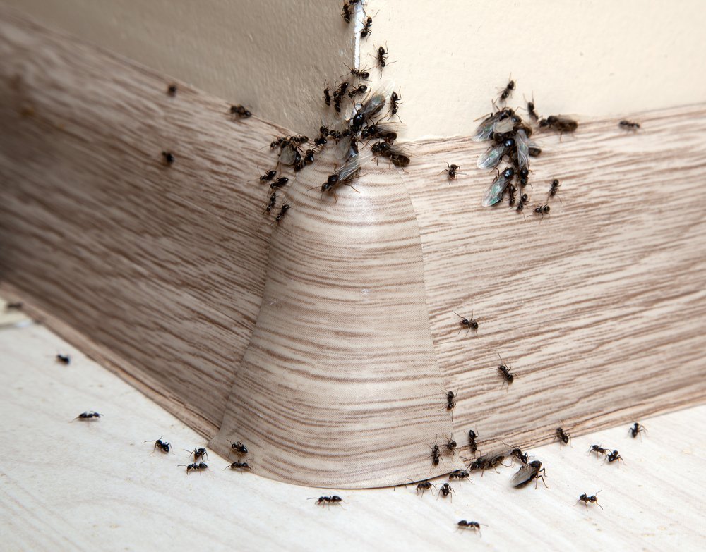 bugs on a baseboard