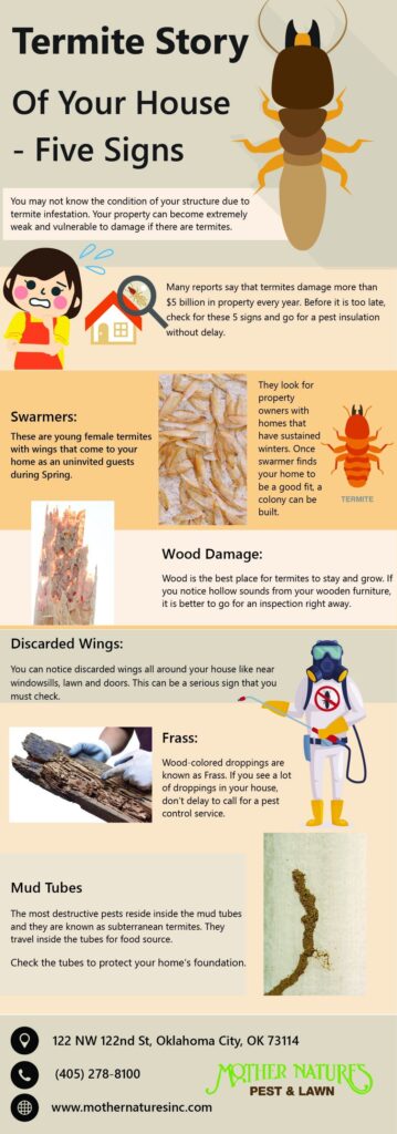 termite story of your house