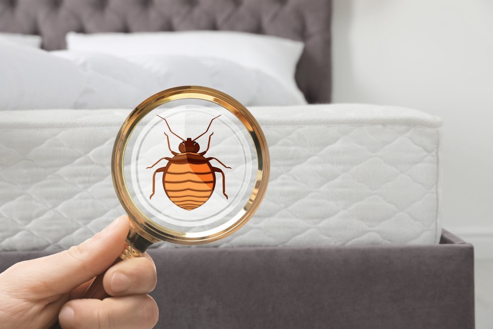 bed bugs