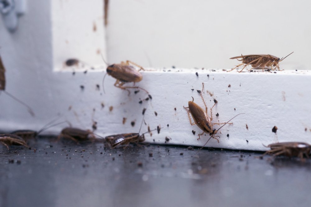 bugs with a white background
