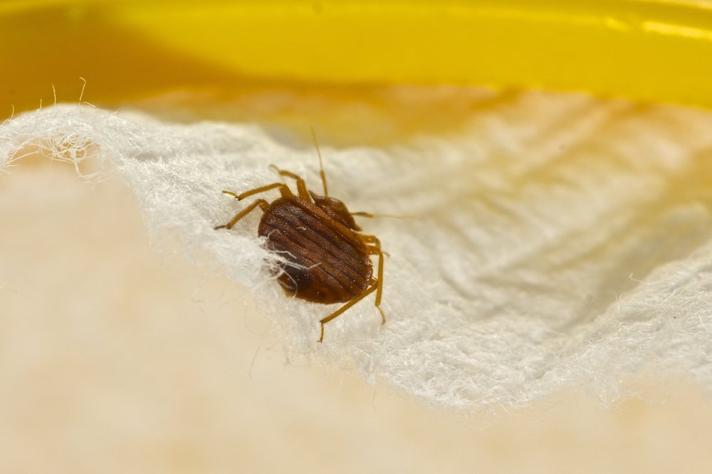 bug on a white piece of fabric