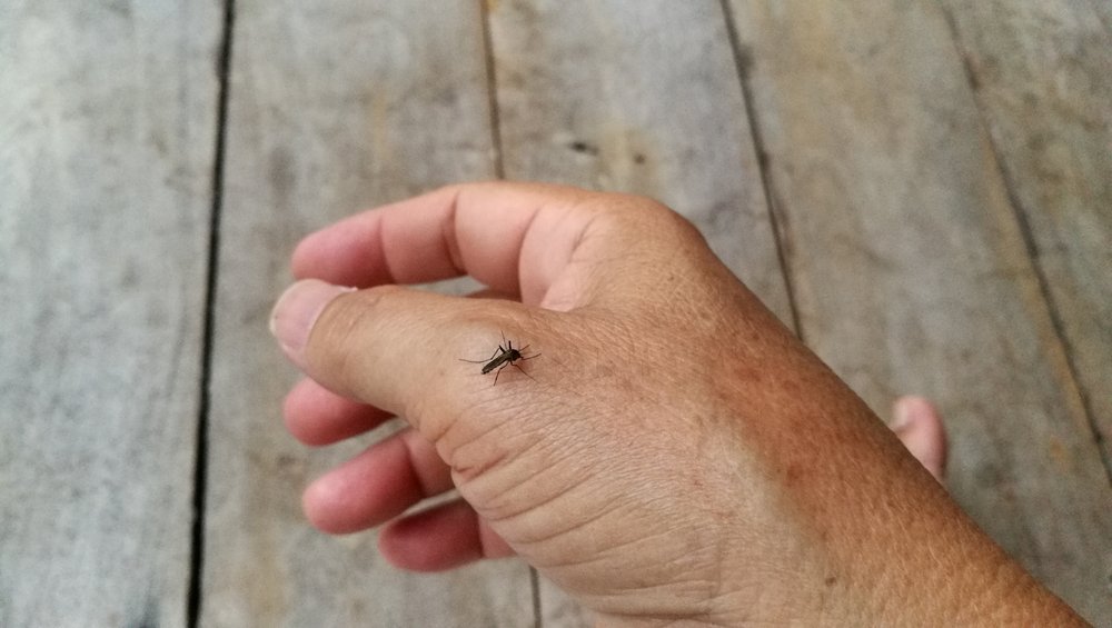 mosquito on a man's hand