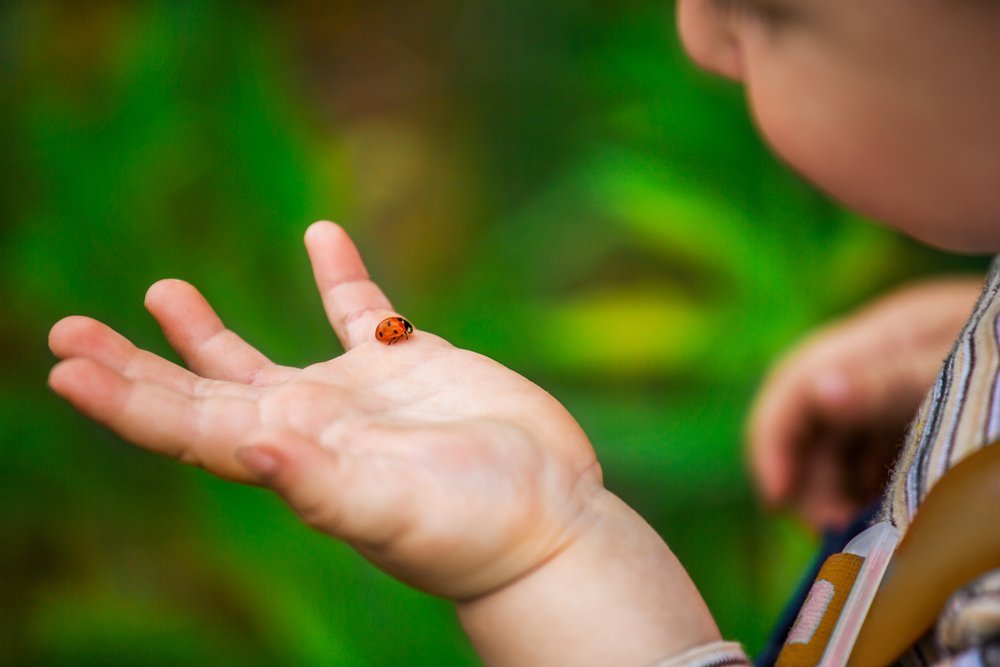 ladybug on a child's hand