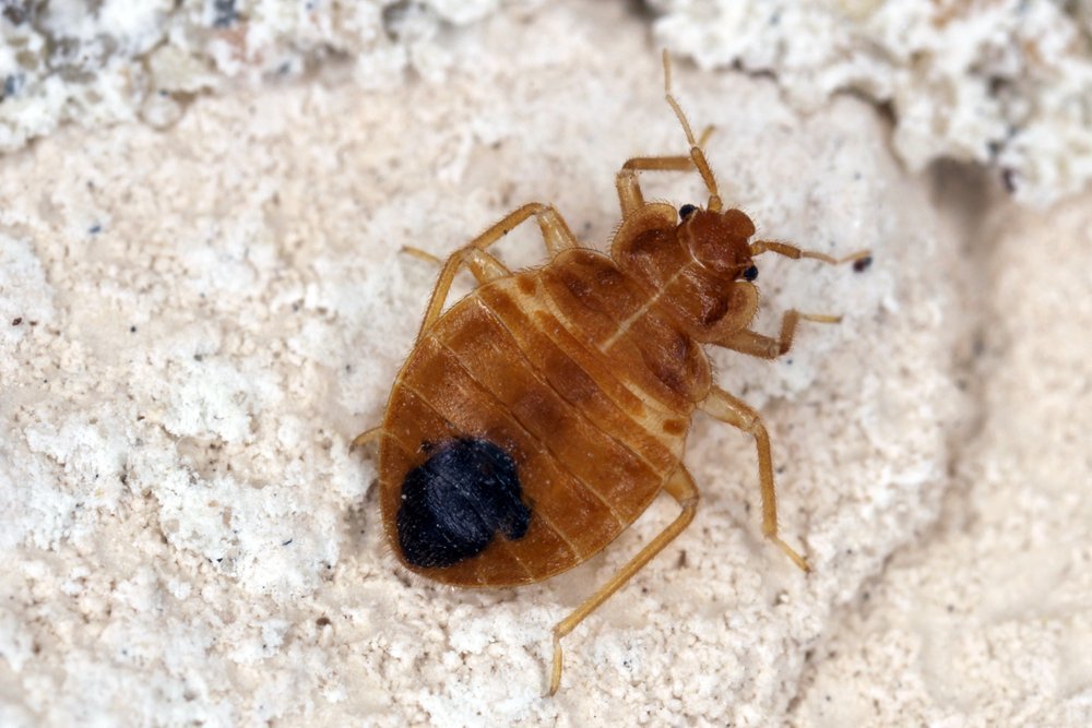 bug