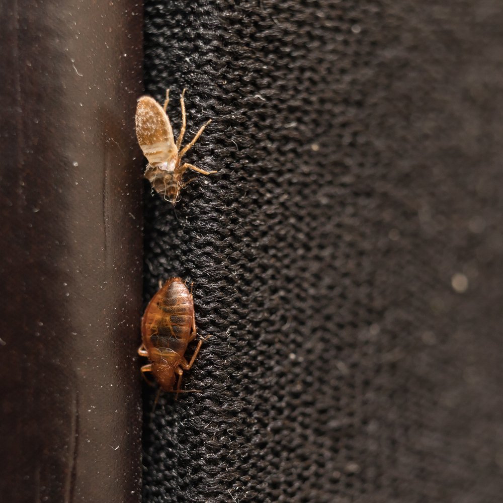 two insects