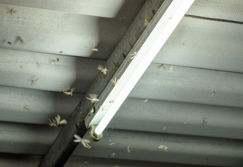 moths in a garage