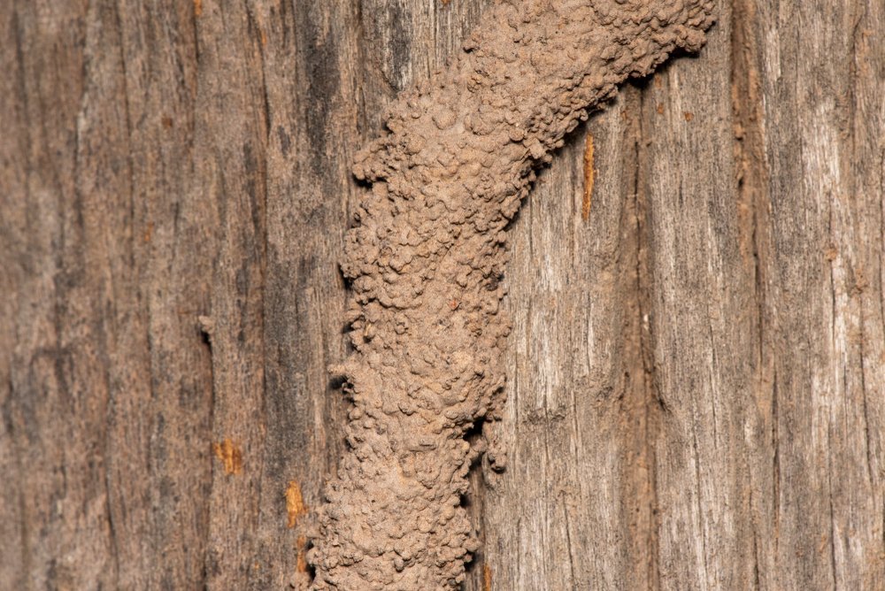bug nest on a tree
