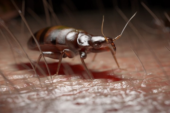bug on skin