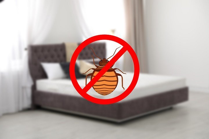 bed bugs