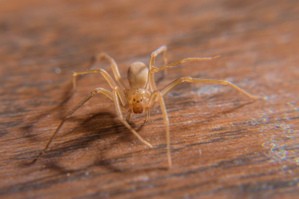 spider