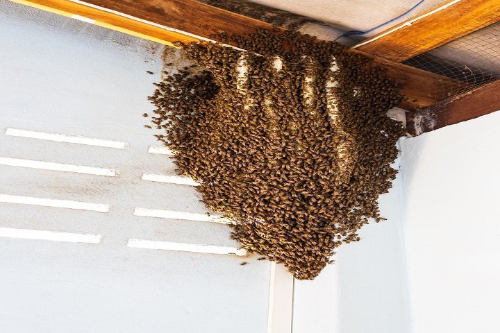 bee hive in an attic
