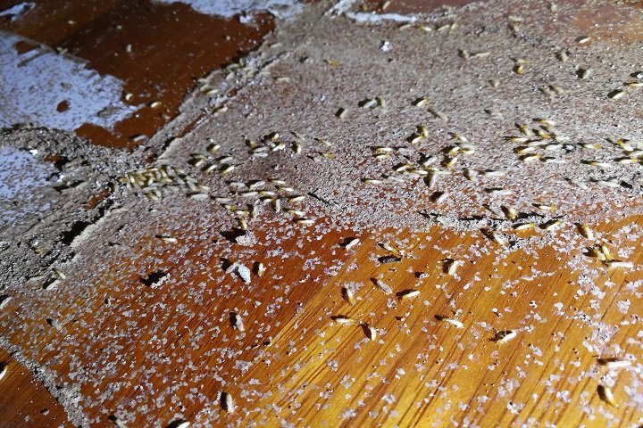 termites on a wood floor