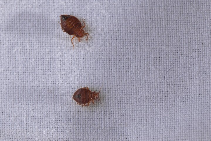 two bugs