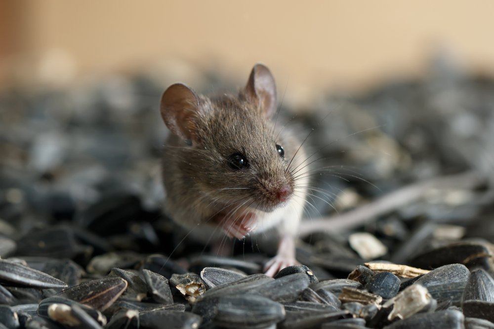 mouse on a pile of sunflower seeds