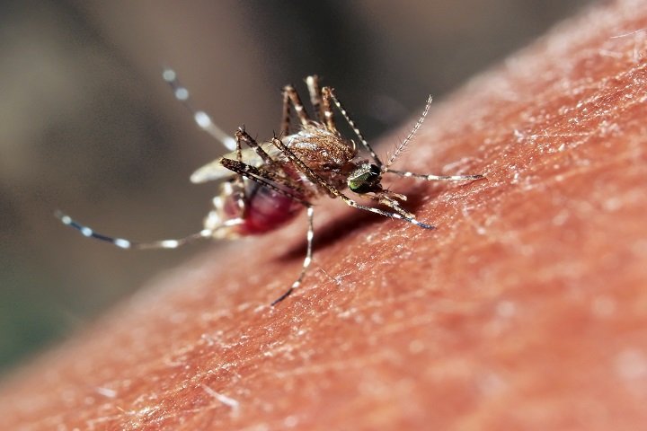 mosquito