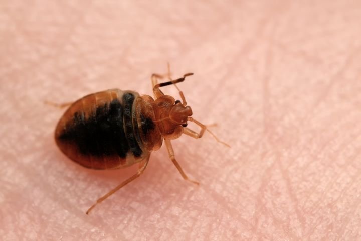 bug on skin