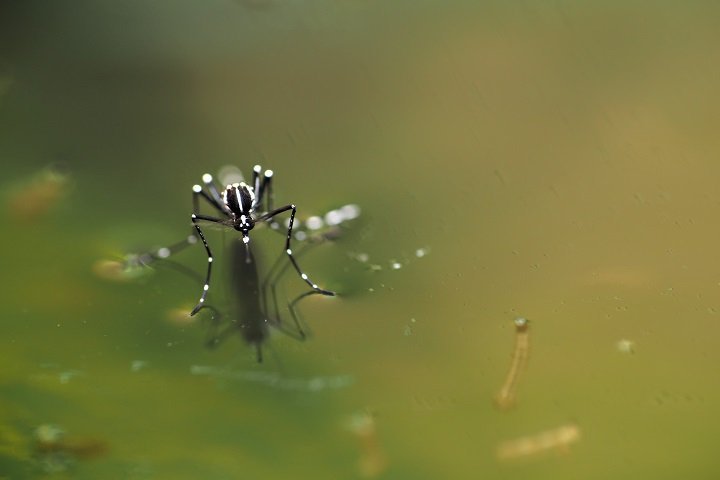 mosquito