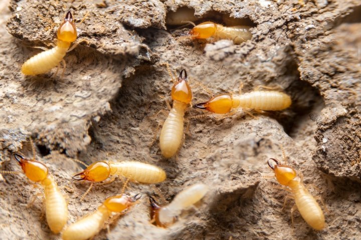 termites