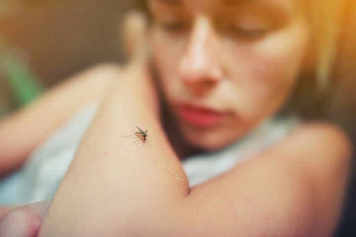 mosquito on someone's arm