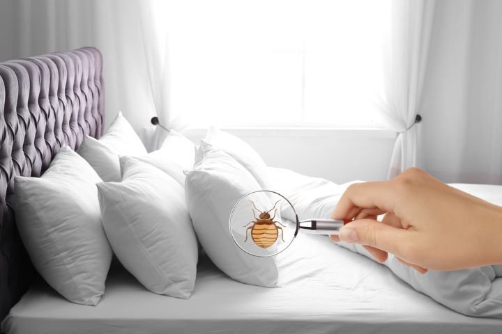 bed bugs