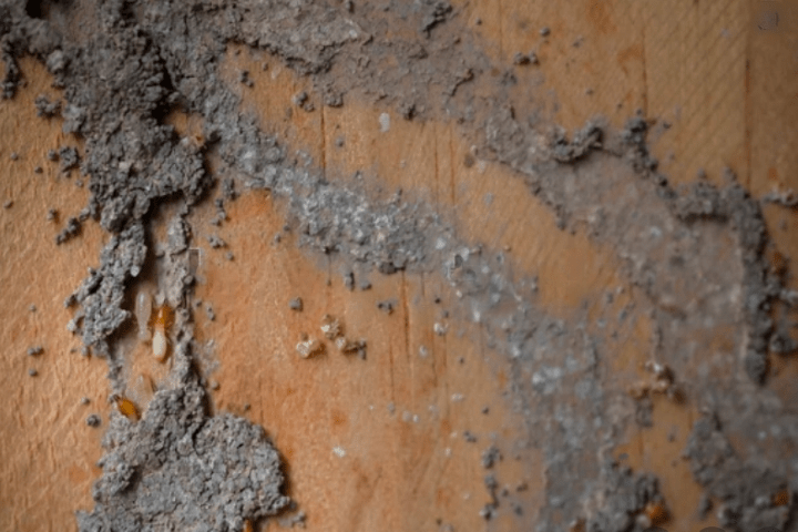 termites
