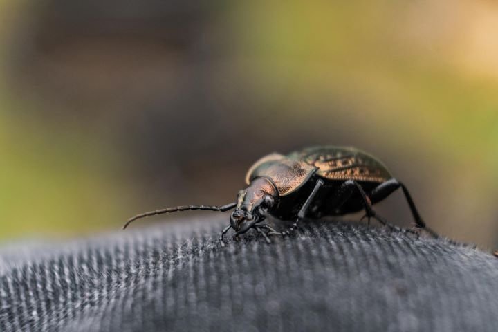 insect