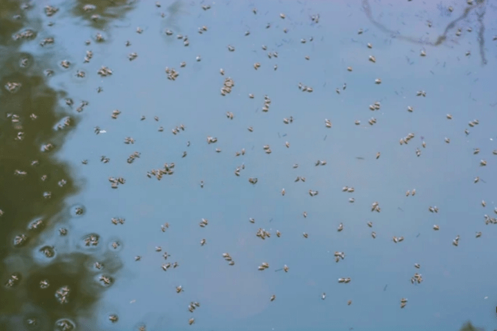 insects on water