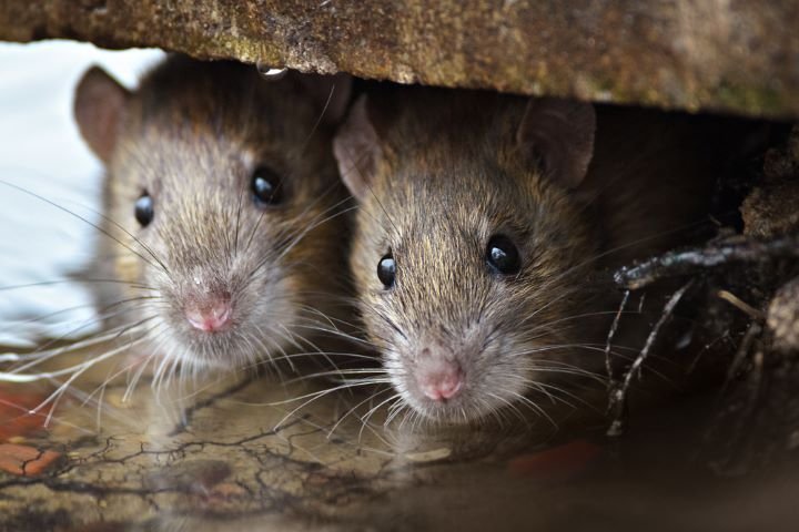 two mice underneath a rock