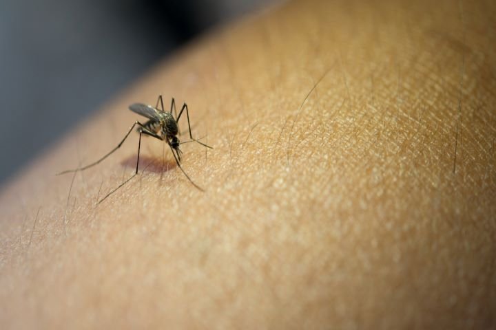 mosquito on skin