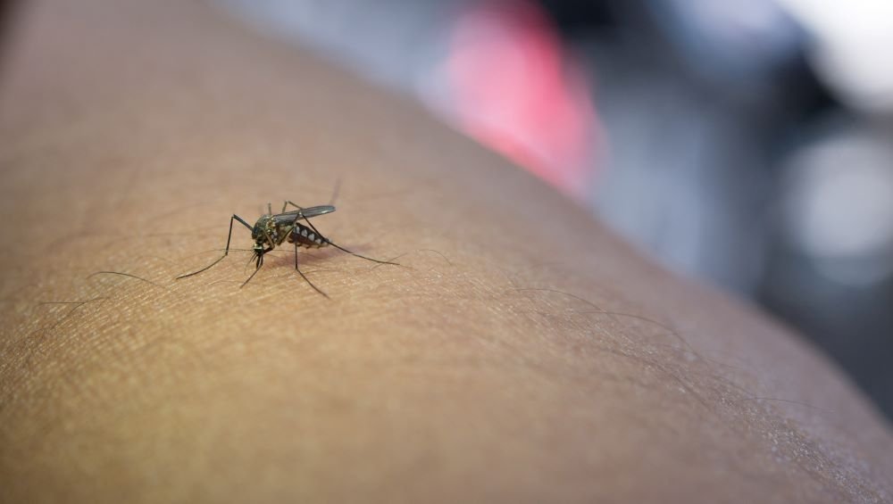 mosquito on an arm