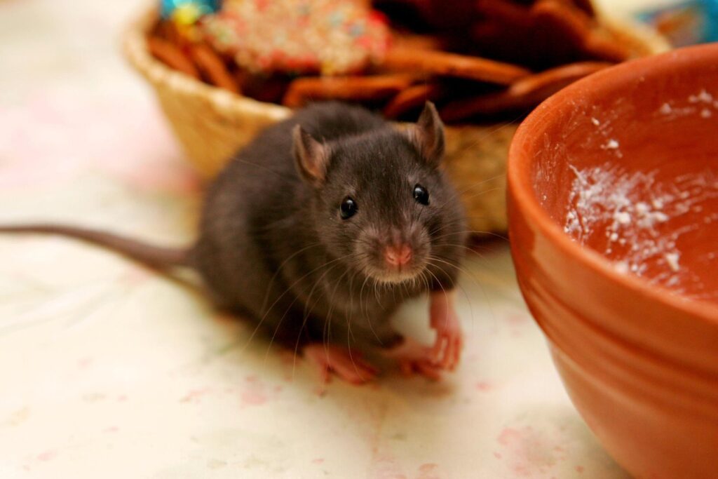 rat