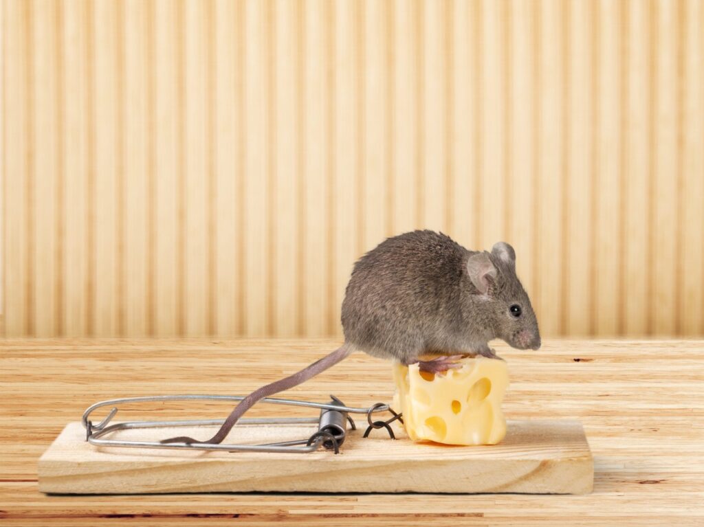 mouse on a mouse trap with a beige background