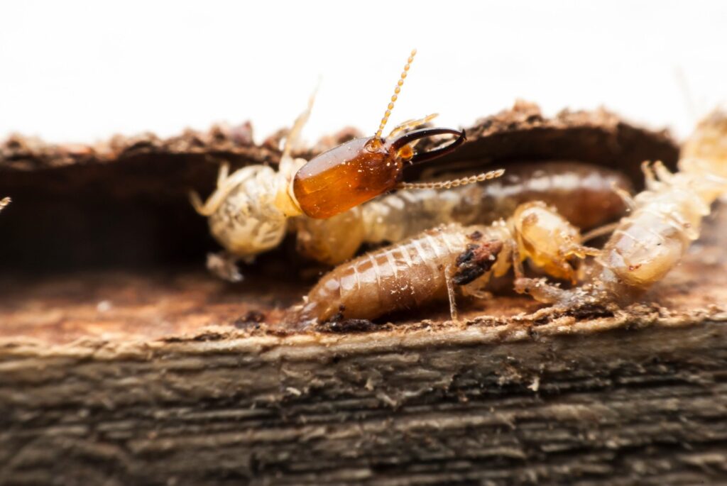 termites