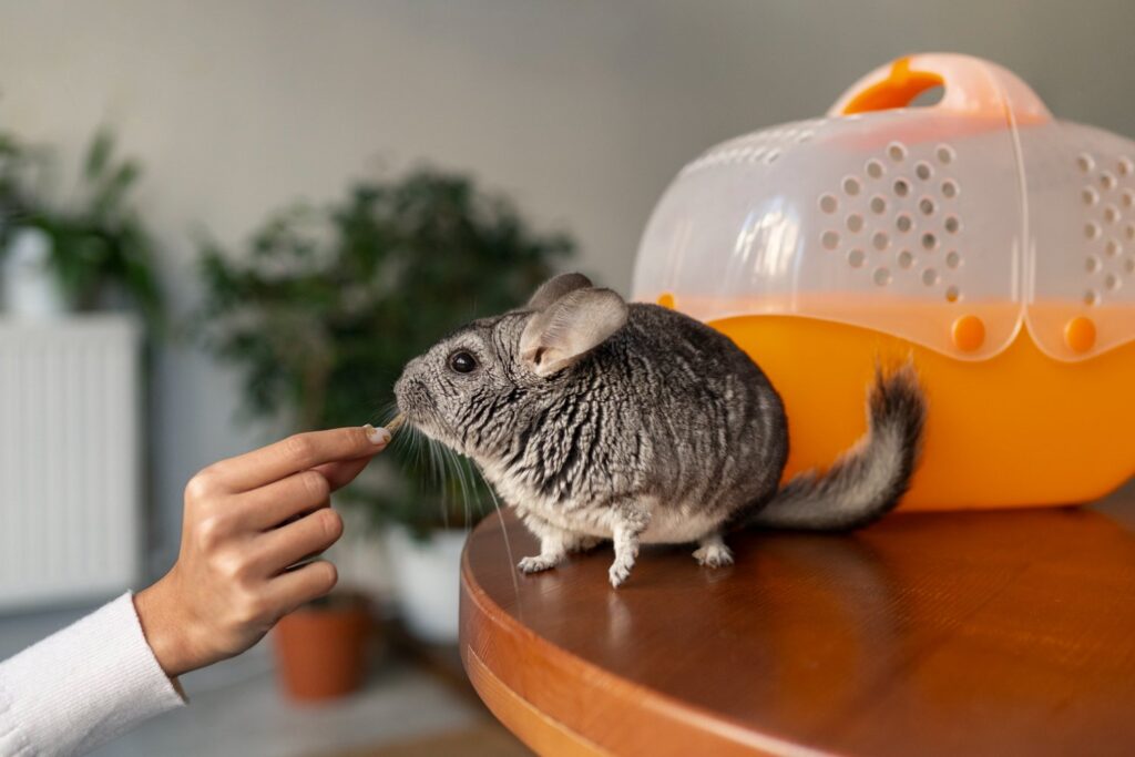 chinchilla eating a snack