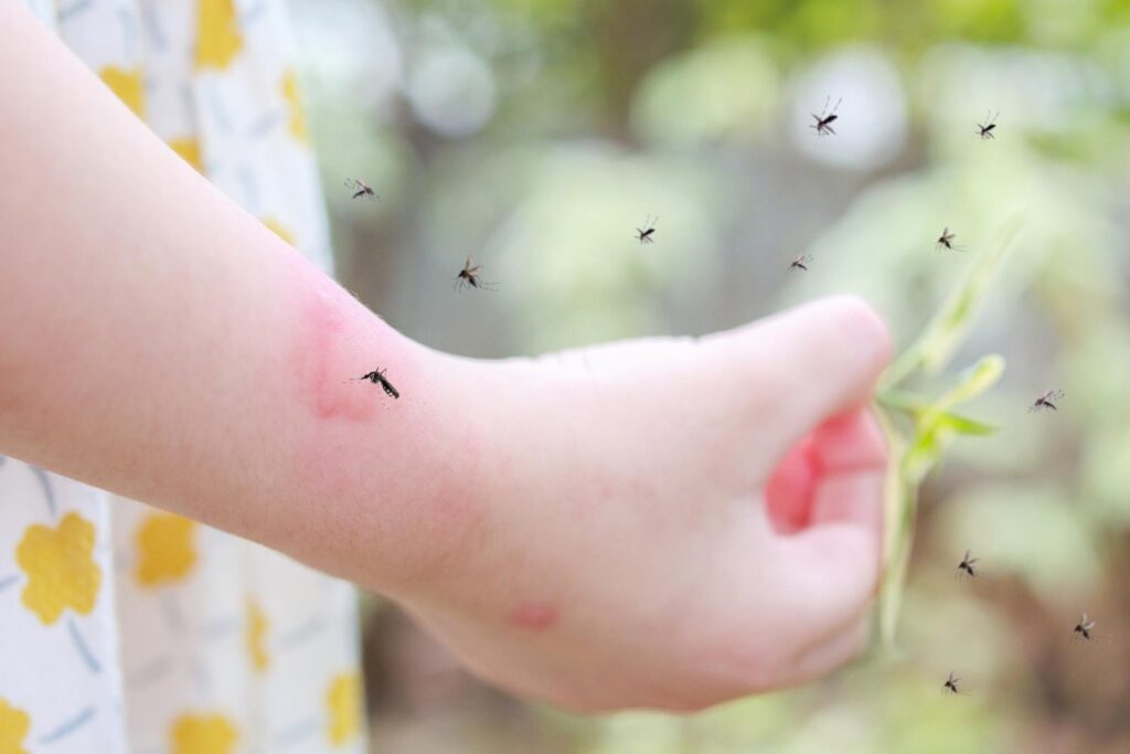 mosquito on an arm