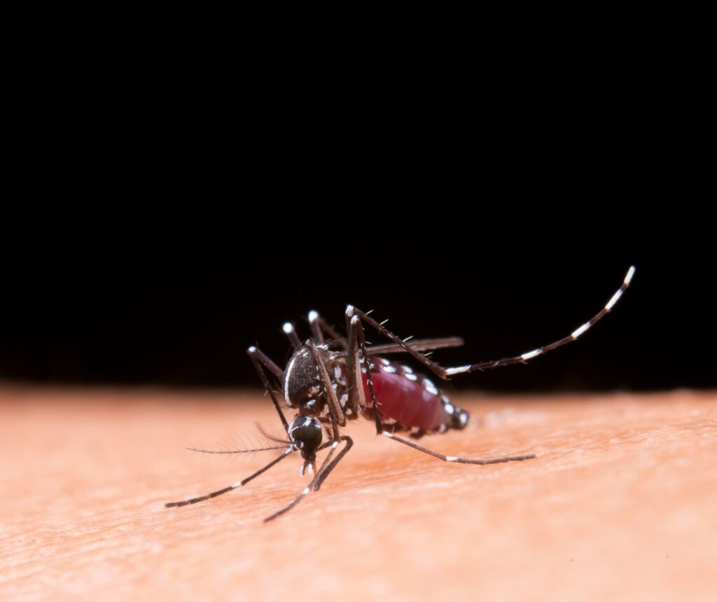 mosquito on skin
