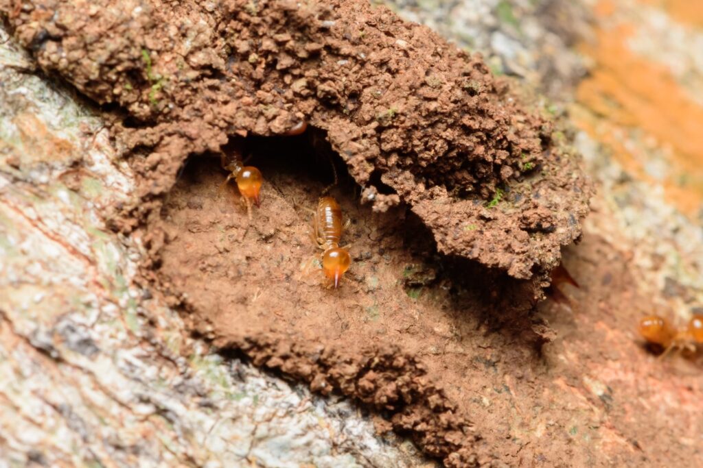 termites in dirt