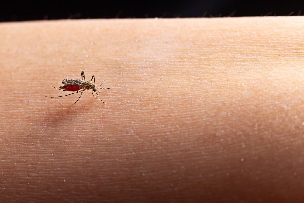 A close-up of a mosquito with a red, swollen abdomen perched on human skin, suggesting that it is feeding. The background is out of focus, highlighting the insect and skin texture.