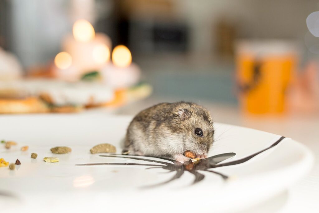 mouse eating on a countertop