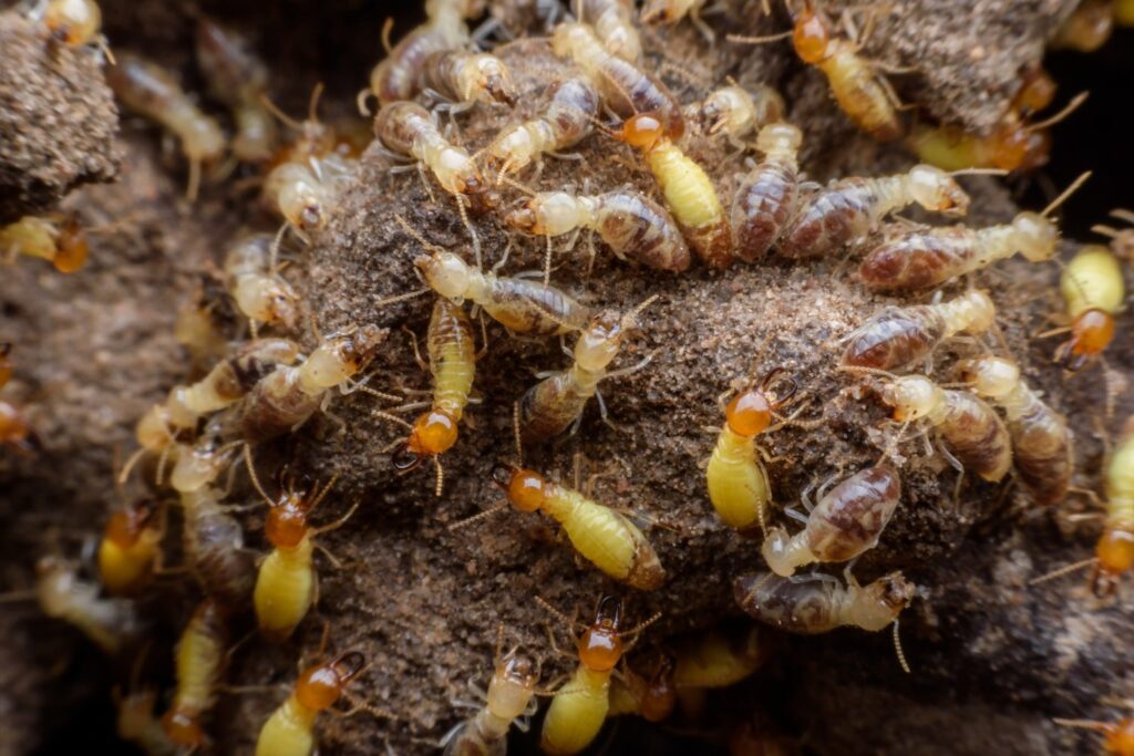 A close-up view of many termites crawling on moist soil, showing their yellowish bodies and reddish-brown heads. The insects are gathered in a crowded cluster.
