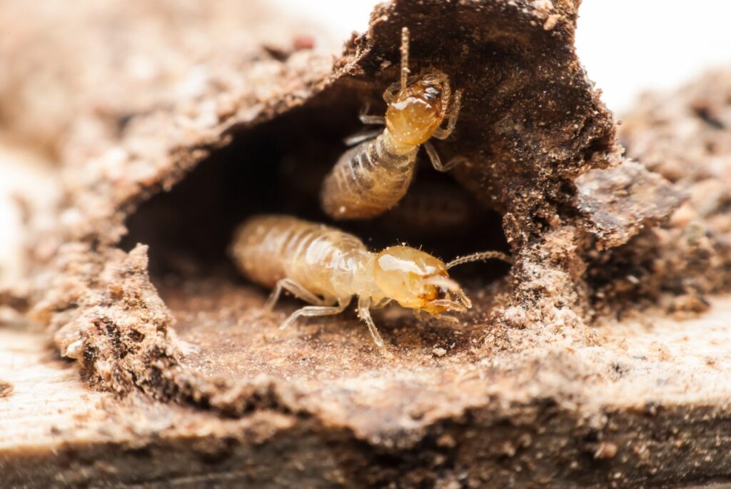 termites