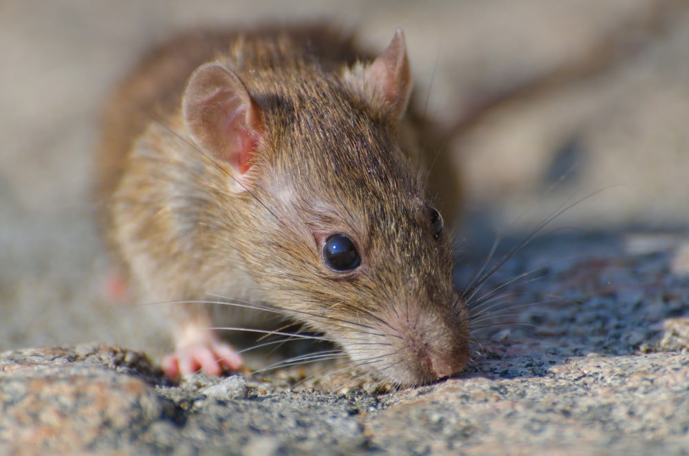 mouse on gravel