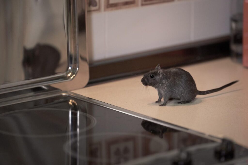 mouse on a kitchen countertop