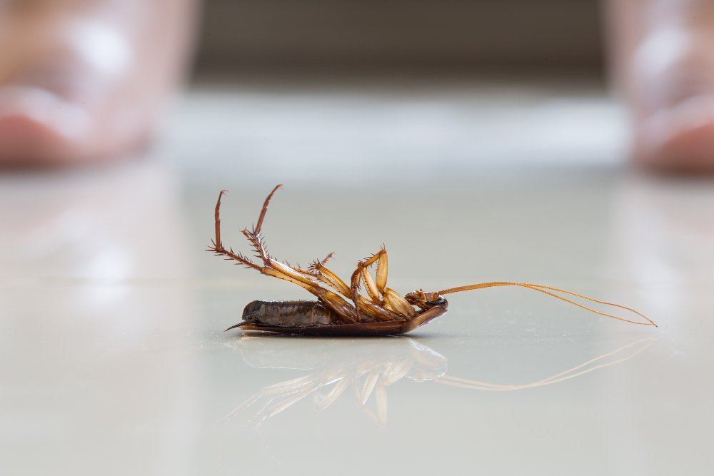 dead roach