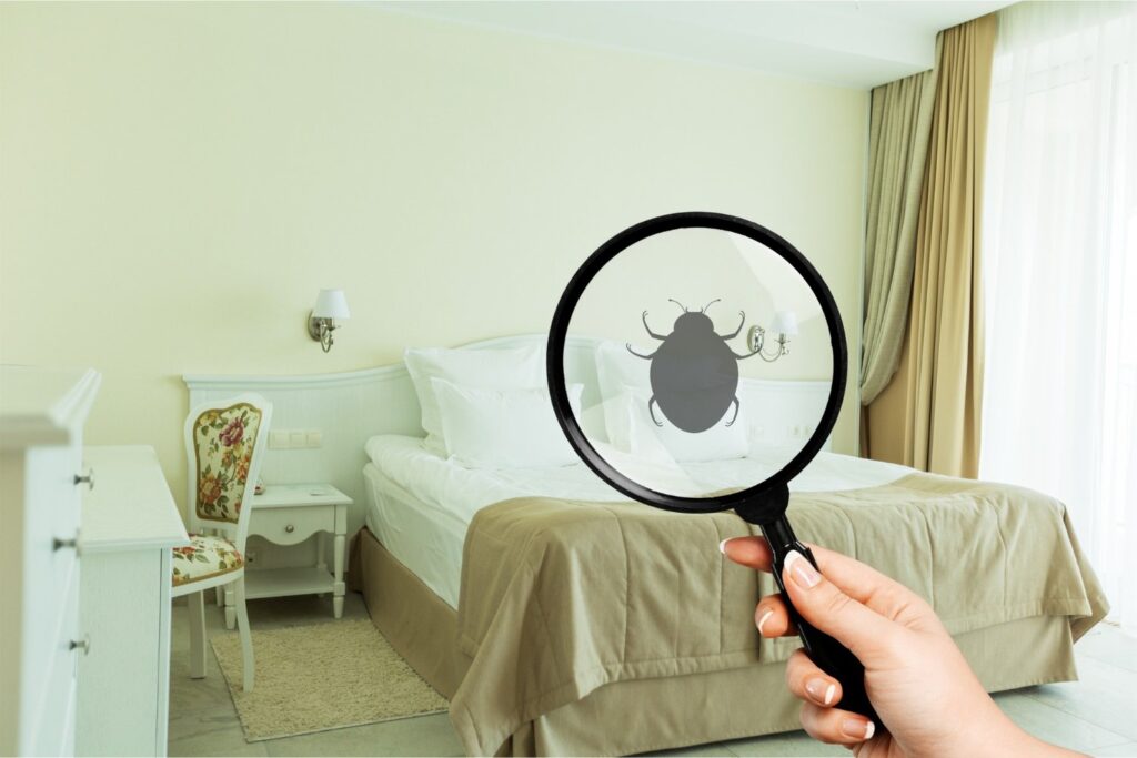 bed bugs