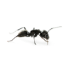 ant