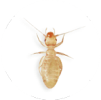 insect