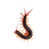 cintipede