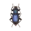 insect